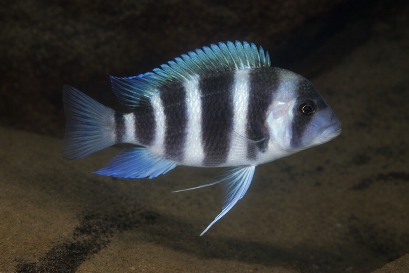 Cyphotilapia gibberosa 'Kombe'